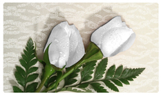 DNSEMP-C-060 2 Roses White